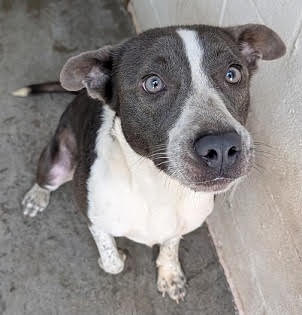 Photo of Keni *Help! I need a foster home by Oct 1!