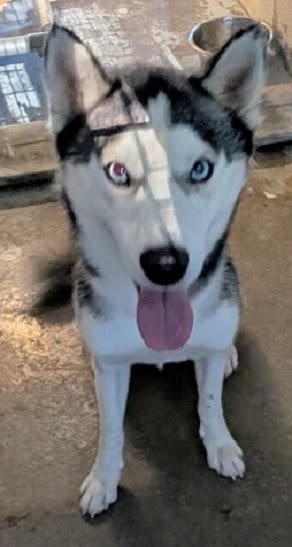 Photo of Simon *Help! I need a foster home by Oct 1!