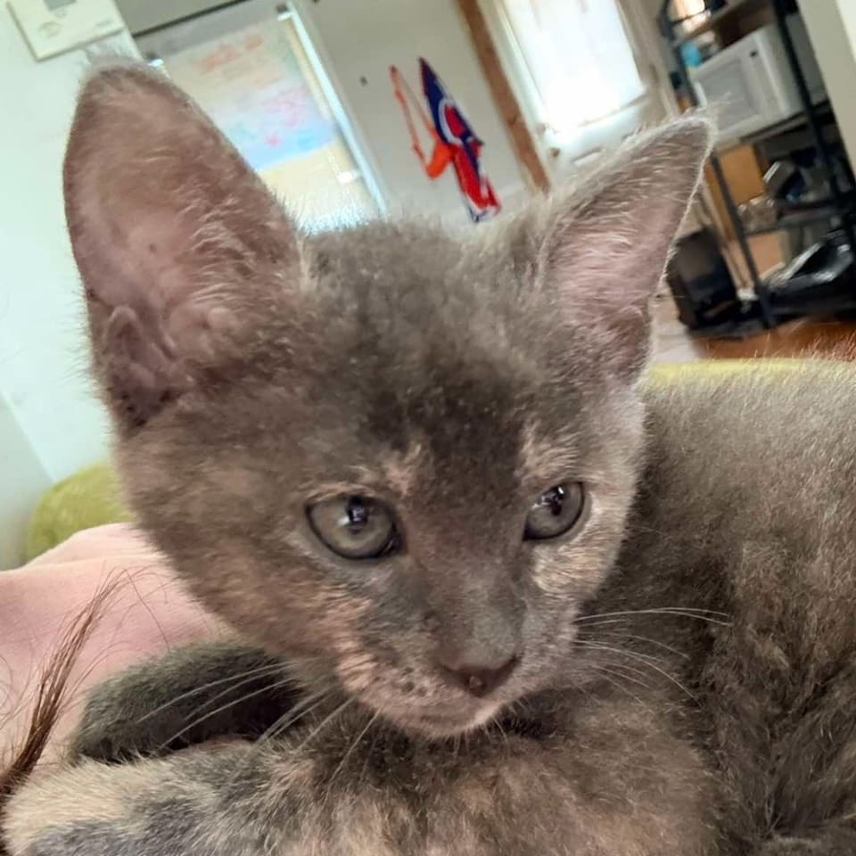 Photo of Clover