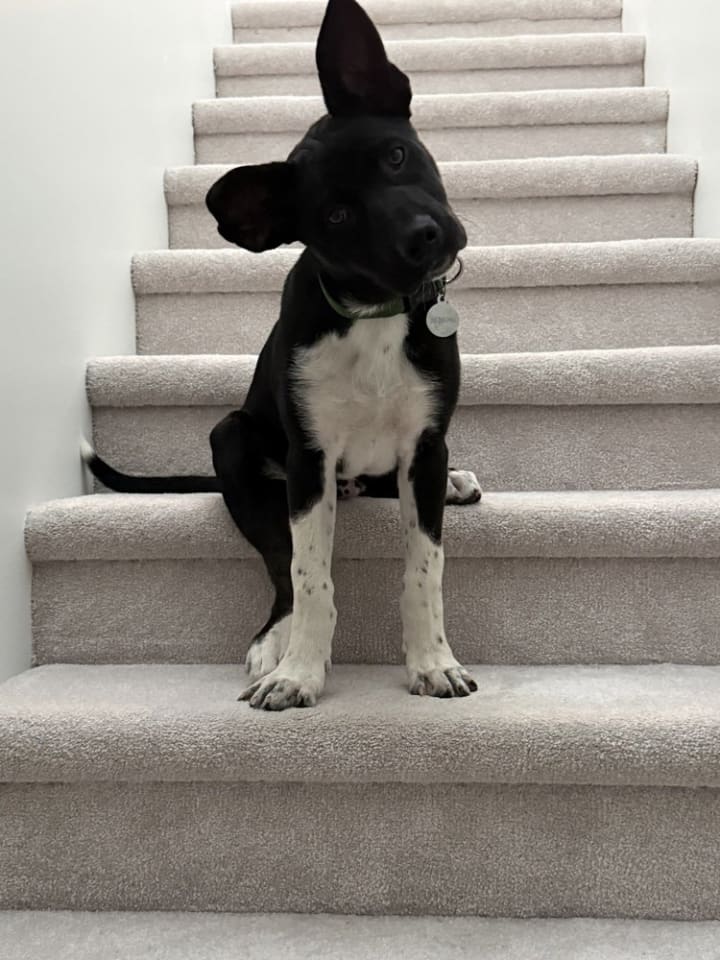 Photo of Cassian a/k/a Onyx