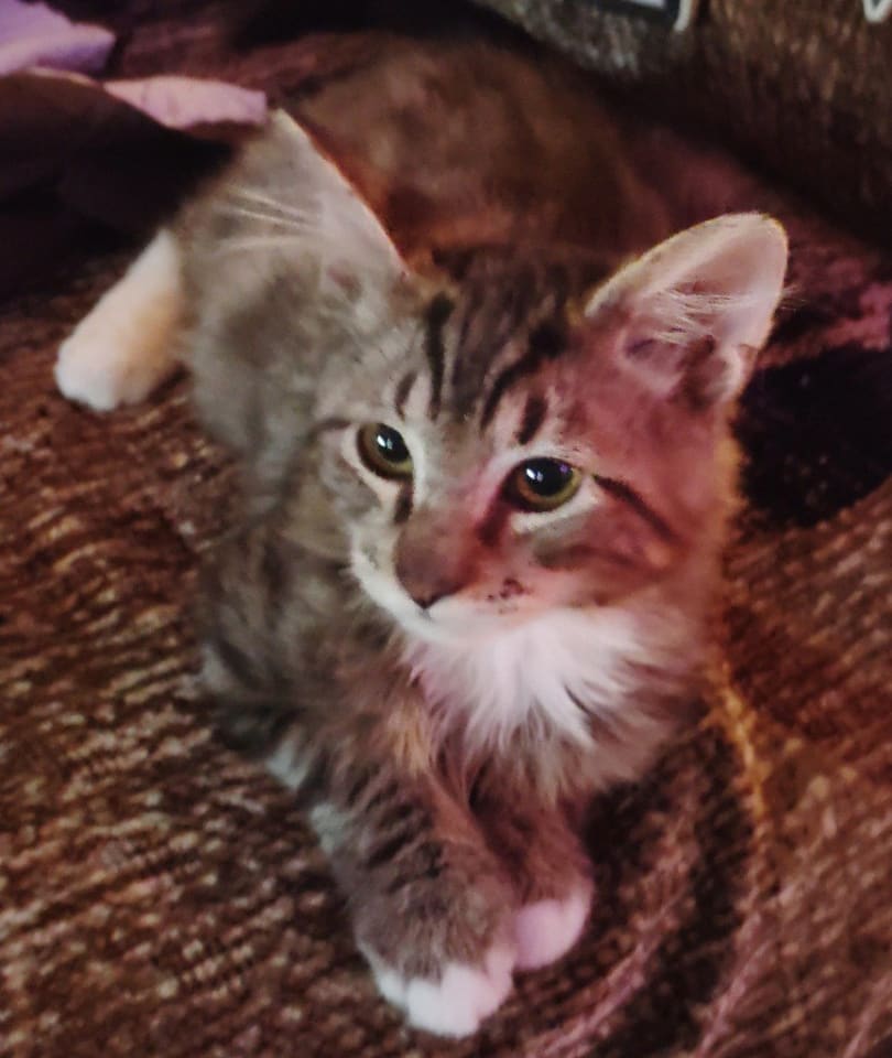 Photo of Fluff fluff