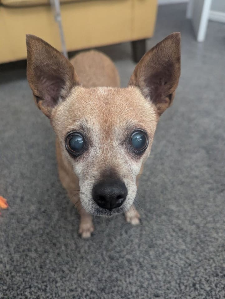 Photo of Apricot