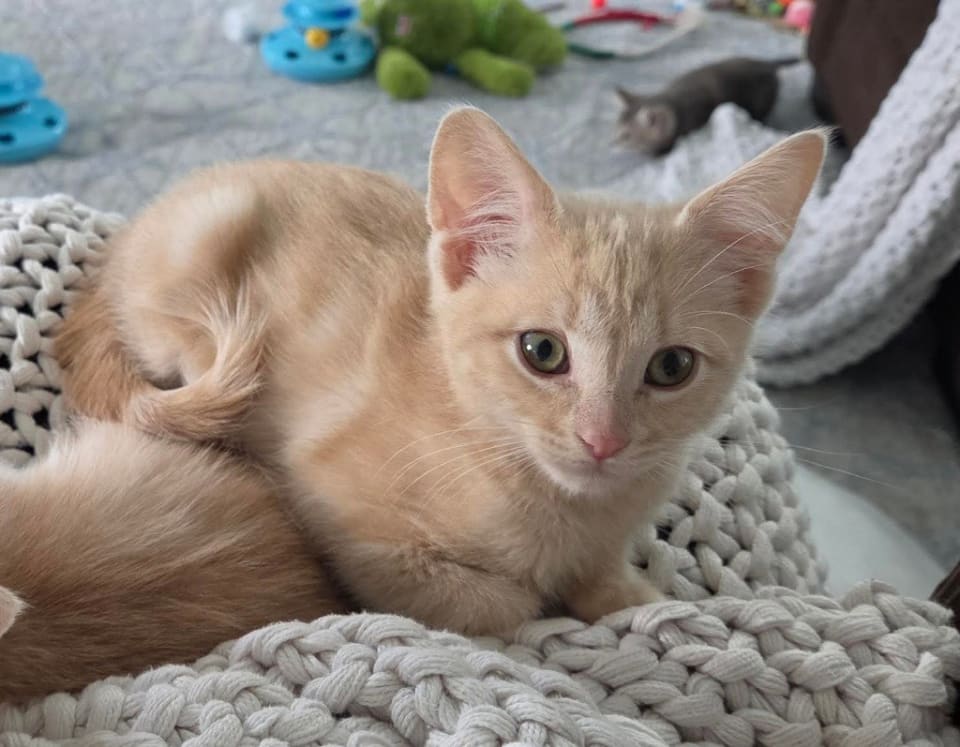 Photo of Pippin
