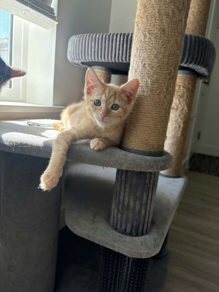 Photo of Tiger Lily