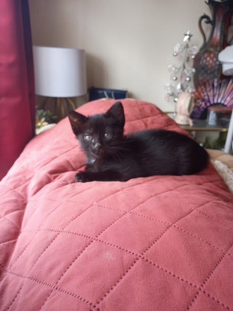 Photo of Jinxy