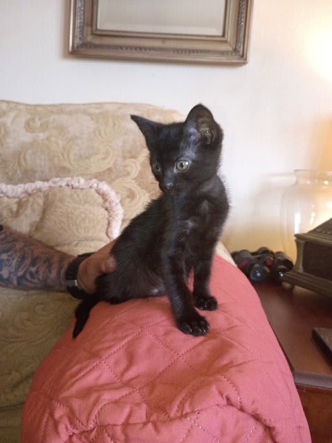 Photo of Chico
