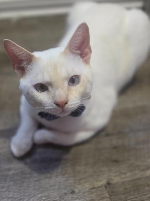 Photo of Snowball