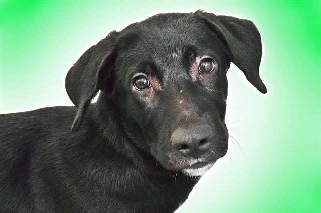 Photo of CHEVY