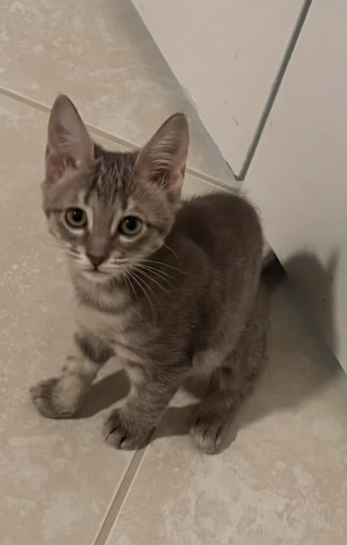Photo of Stella