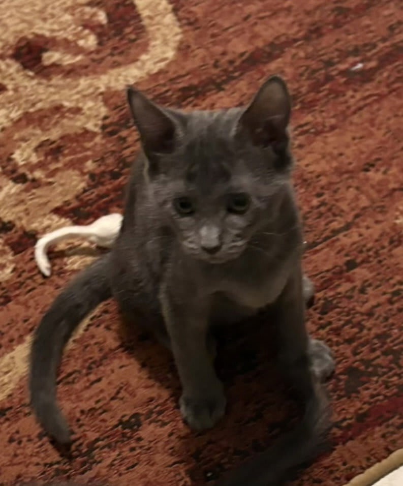 Photo of Pearl