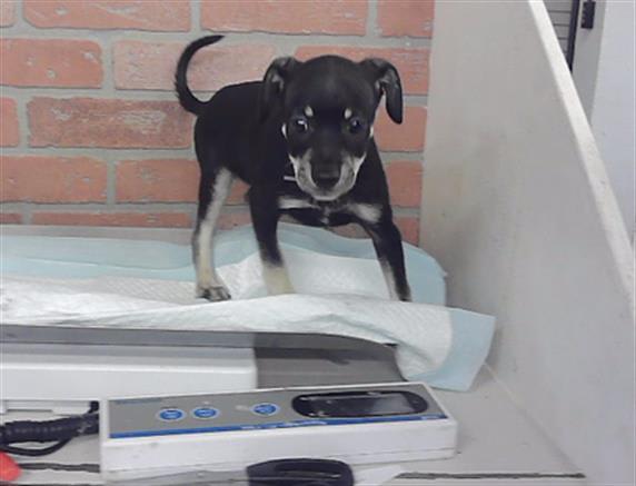 Photo of COPPER