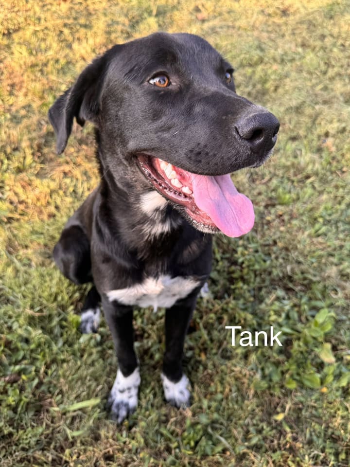 Photo of Tank Dot