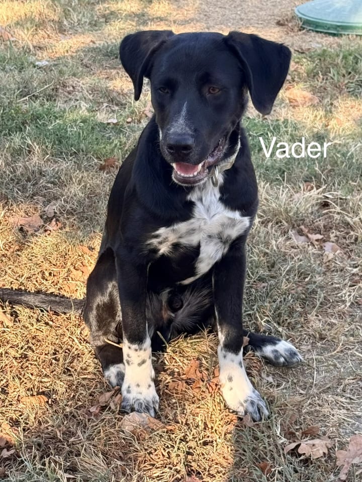 Photo of Vader Dot