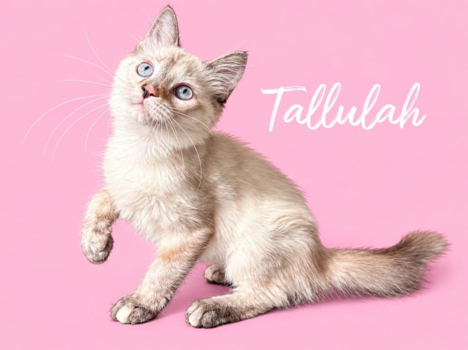 Photo of Tallulah (Courtesy Post)