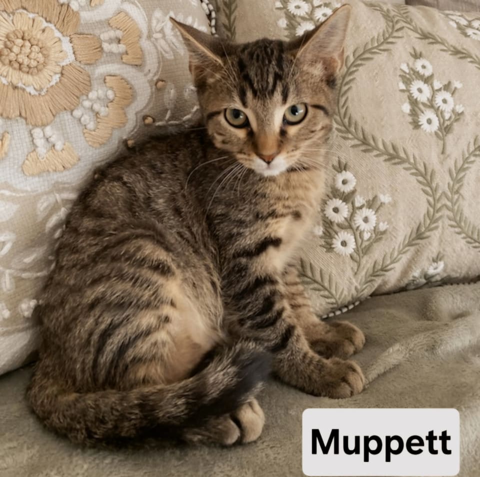 Photo of KITTEN MUPPET