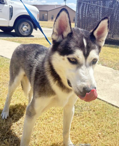 Photo of LOBO