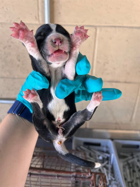 Photo of Dog