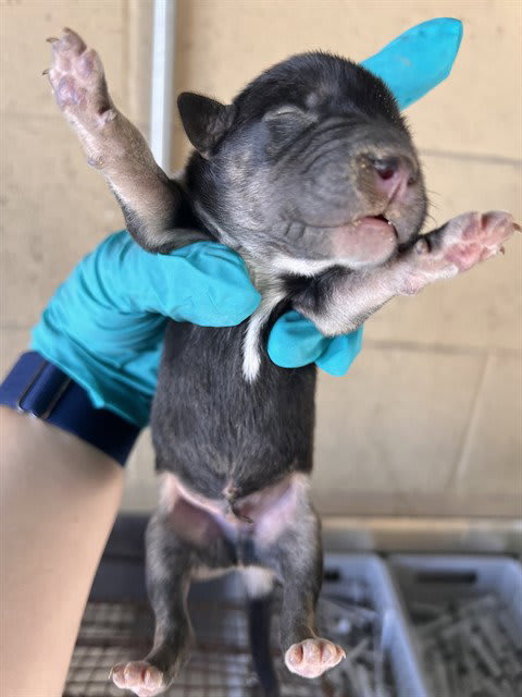 Photo of Dog