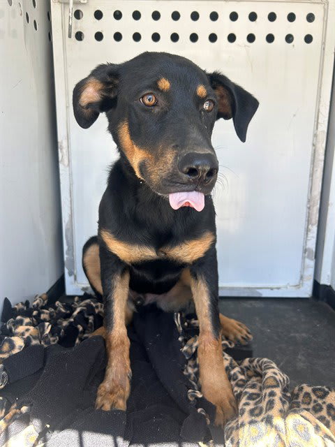 Photo of Dog