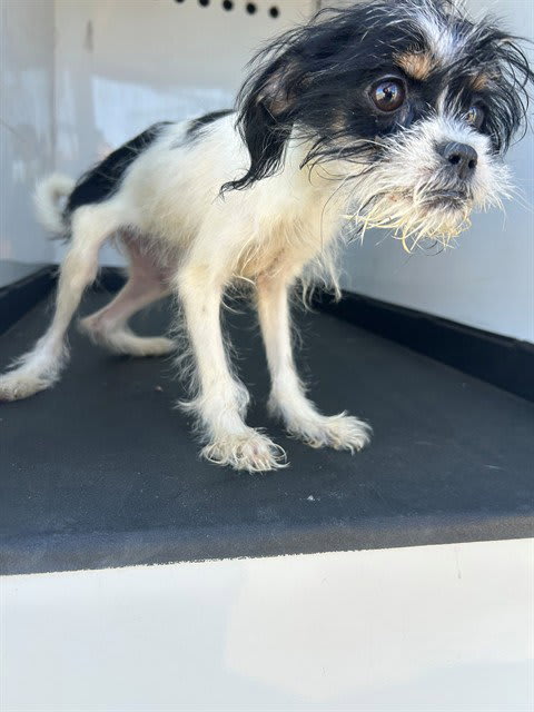 Photo of Dog