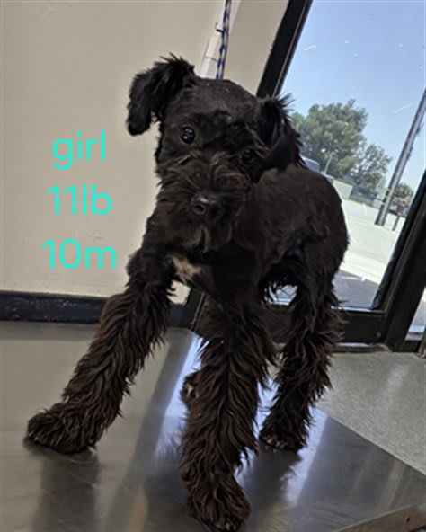 Photo of Dog