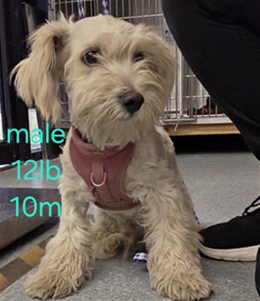 Photo of Dog