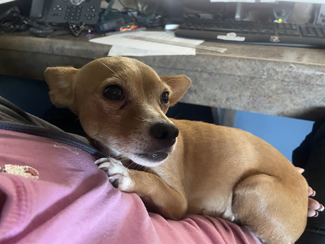 Photo of BROWNIE