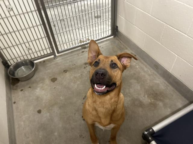 Photo of Dog