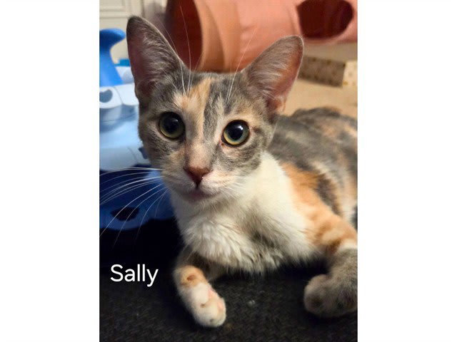 Photo of SALLY