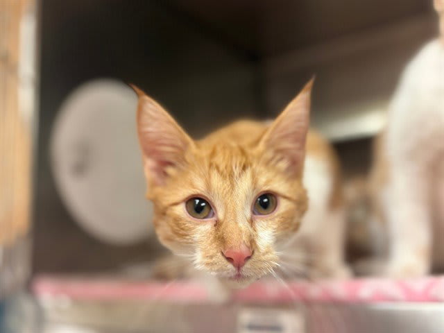 Photo of DENVER