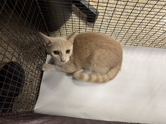 Photo of HERCULES