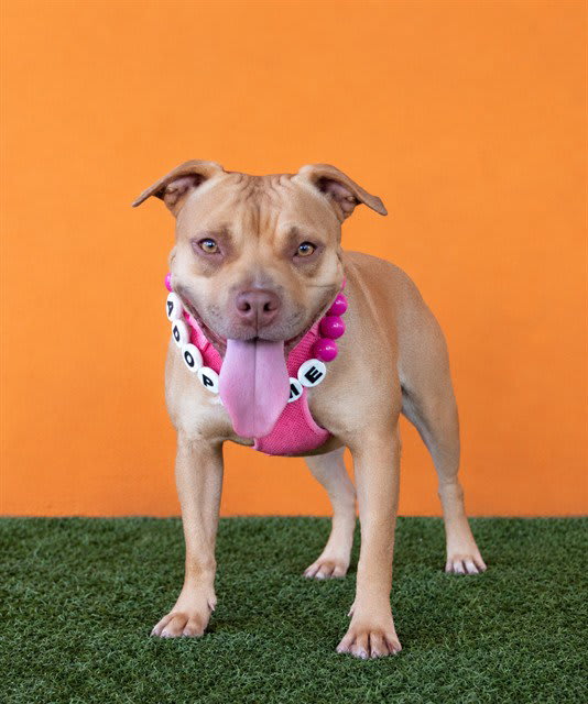 Photo of PEPPER