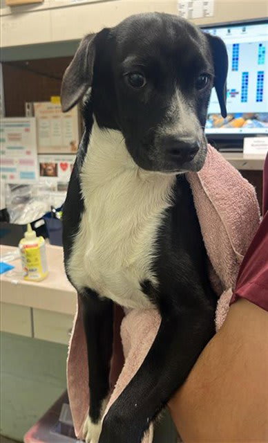 Photo of Dog