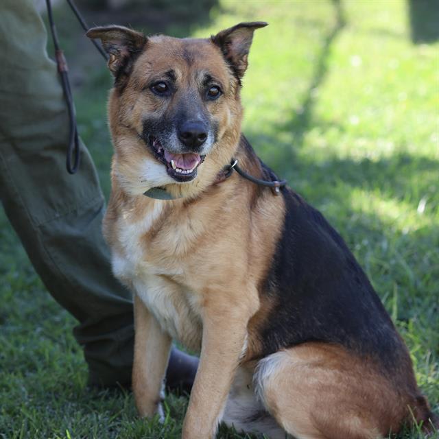 Photo of BRUISER