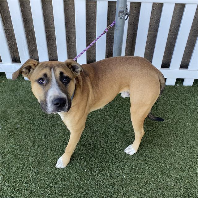 Photo of Dog