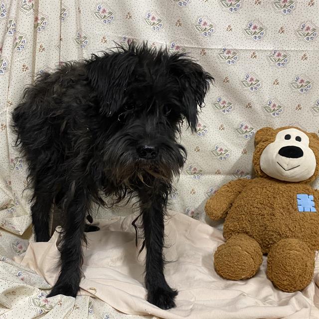Photo of Dog