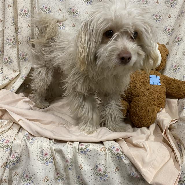Photo of Dog