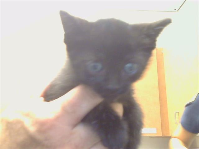 Photo of Cat