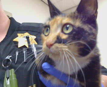 Photo of Cat