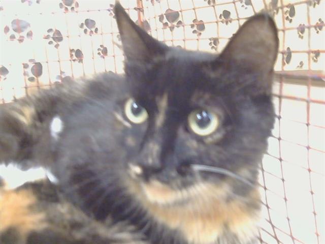 Photo of Cat