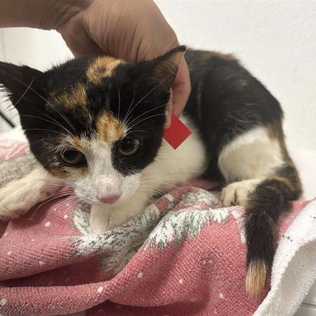 Photo of Cat