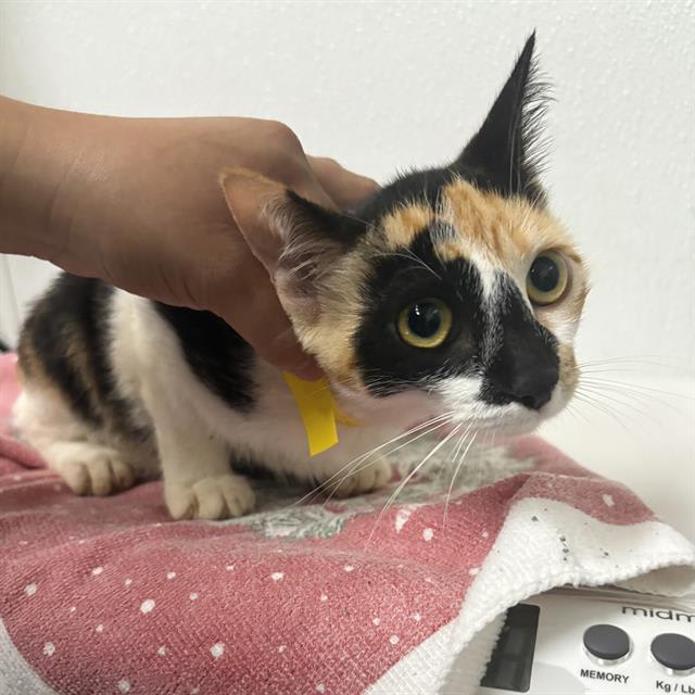 Photo of Cat