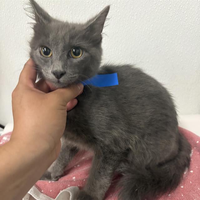 Photo of Cat