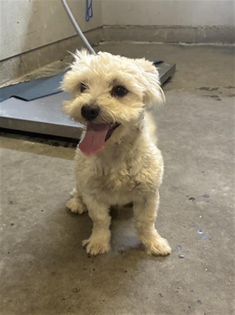 Photo of BENJI