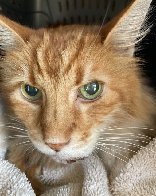 Photo of Cat