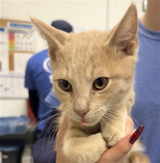 Photo of Cat