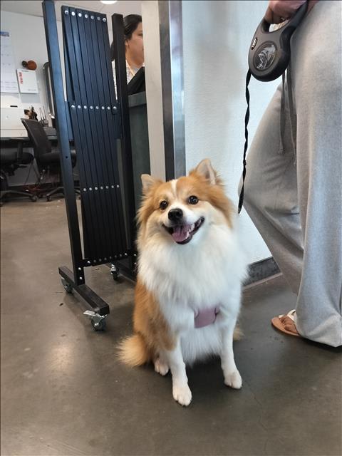 Photo of FLUFFY