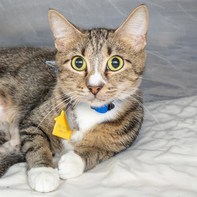 Photo of HICKORY