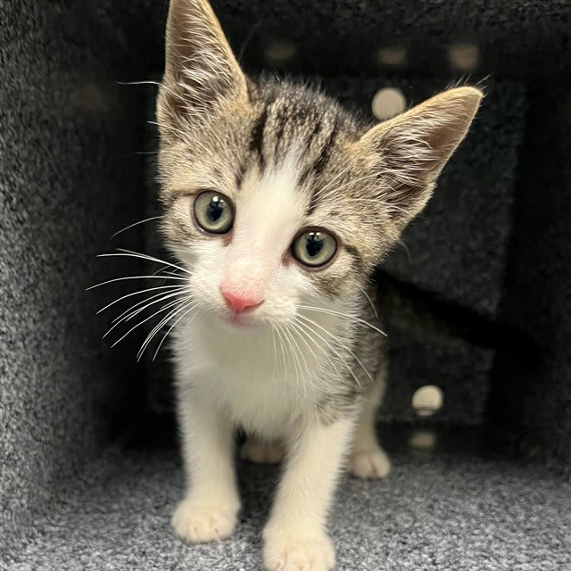 Photo of Cat