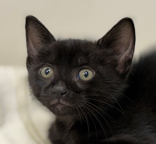 Photo of TRICK